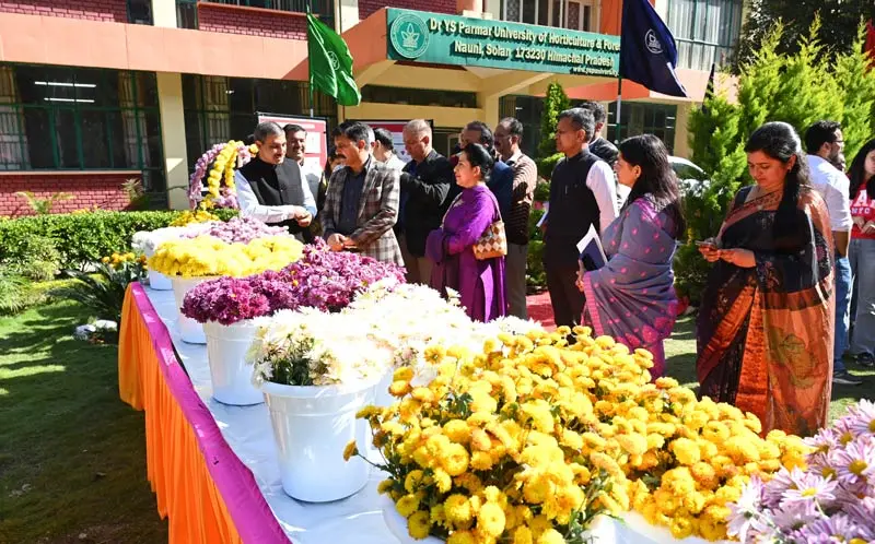 Chrysanthemum Day