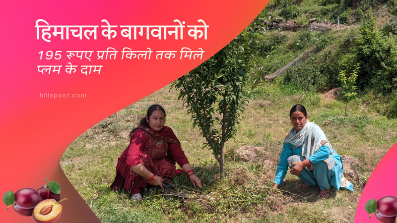हिमाचल के बागवानों