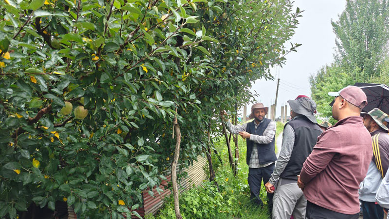 सेब किसानों