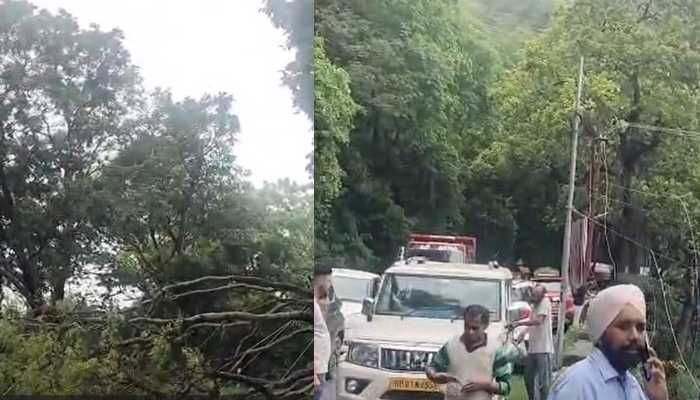 दोसड़का में पेड़ गिरने