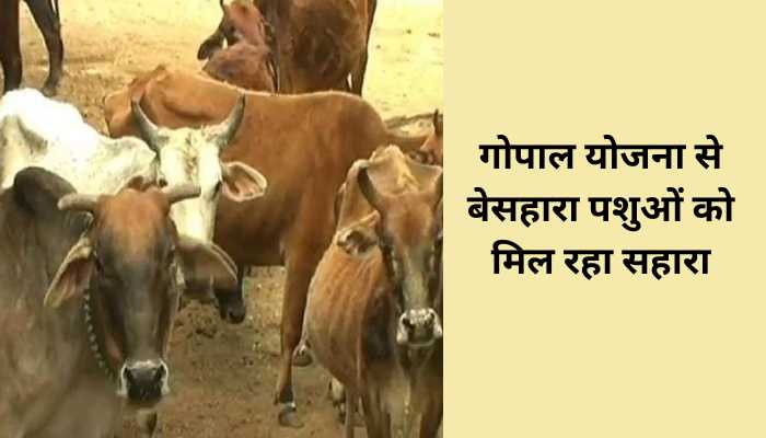 बेसहारा गौवंश
