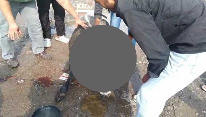 गौवंश की मौत