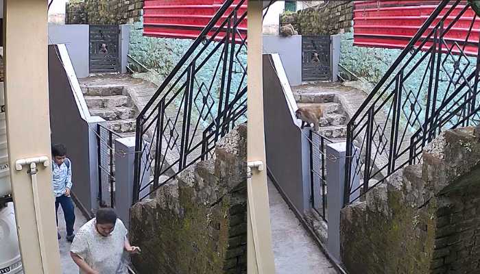 बंदरों और आवारा कुत्तों का आतंक
